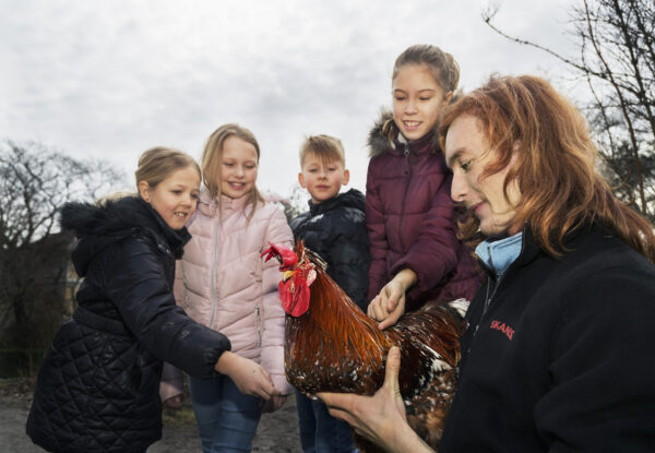 Skolvisning på Skansen Foto: Pernille Tofte