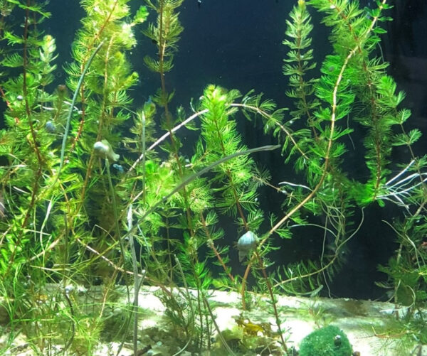 axslinga